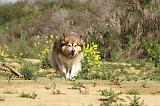 CHIEN FINNOIS DE LAPONIE 375